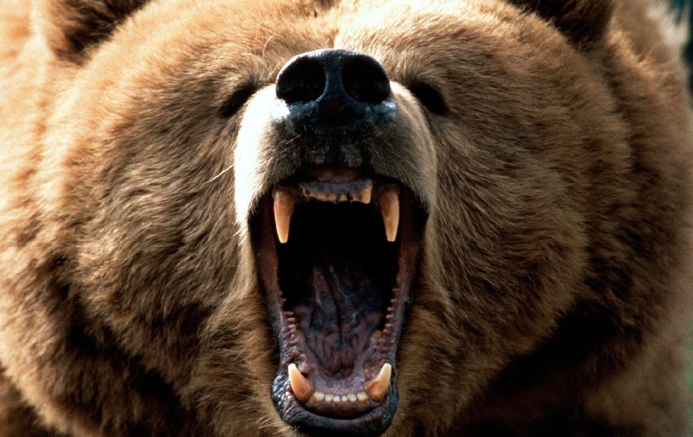 В Финляндии медведь сорвал военные учения