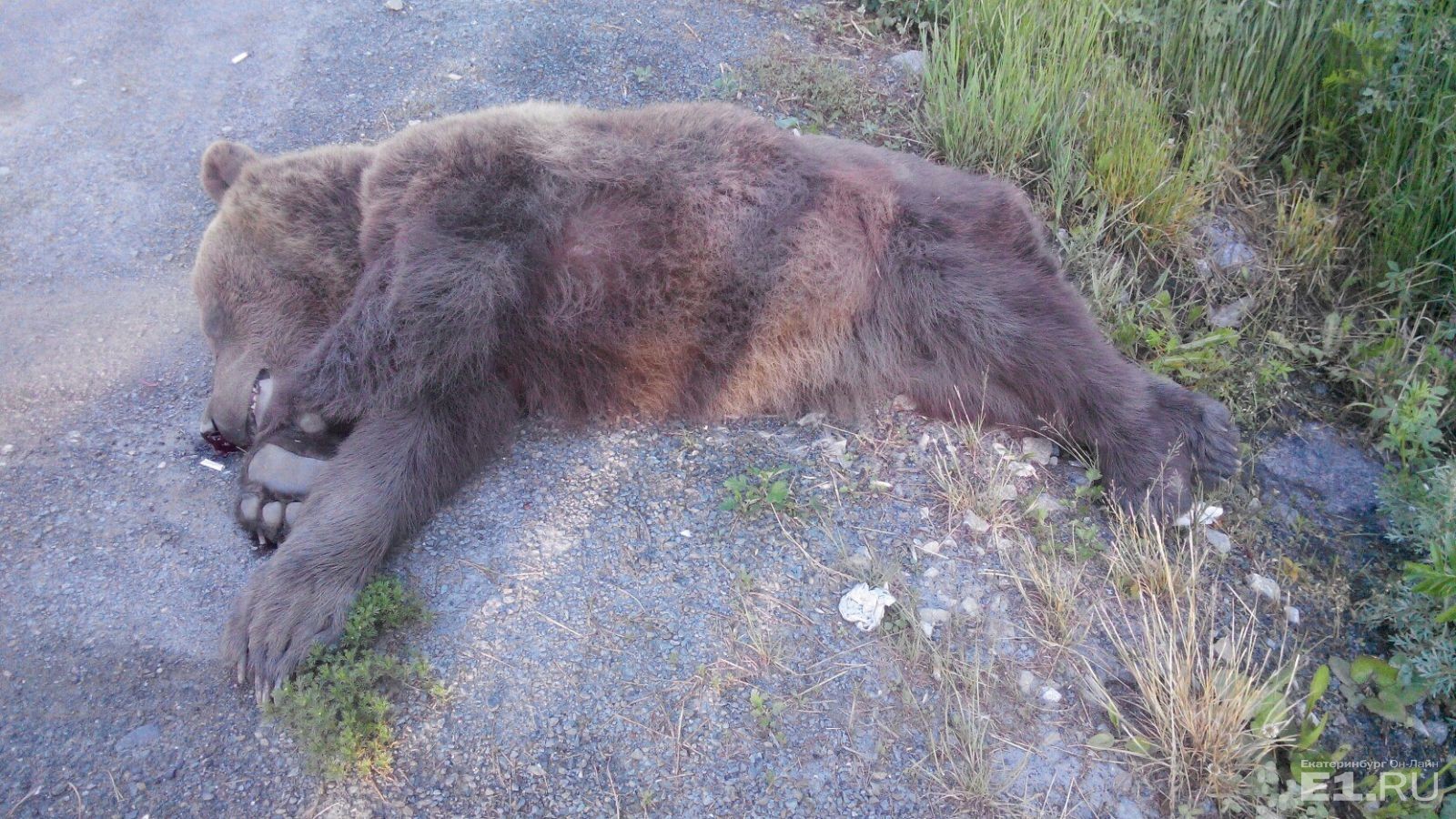 На трассе у деревни Решёты грузовик сбил 3-летнюю медведицу