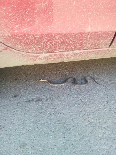 В центре Первоуральска в машину заползла змея