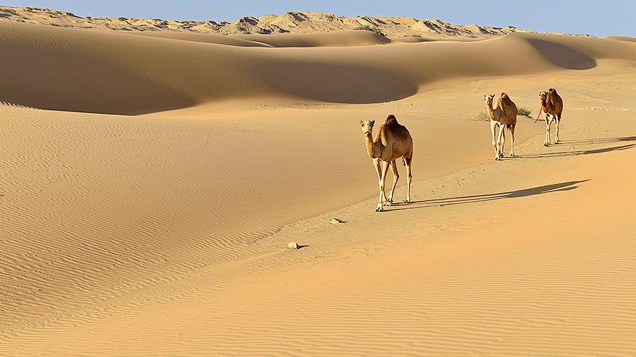Ученые нашли способ озеленения Сахары