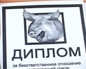 "Первоуральские свины" определены. Видео