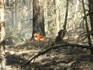 Лесные пожары могут усилиться. Видео