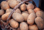 Цена на картофель на Урале не дойдет до 100 рублей за килограмм