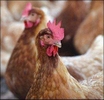 Областные власти готовят к продаже два "птичника": Первоуральскую и Среднеуральскую птицефабрики