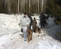 В лесу под Первоуральском служебные собаки учились искать вооруженных преступников