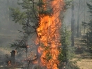 Лесные пожары, пылающий лес... Видео