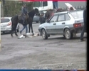 Хулиганство не терпят даже лошади. Видео