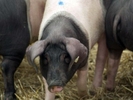 Гражданам могут запретить разведение свиней в подсобных и фермерских хозяйствах