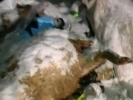 Первоуральские садоводы обнаружили свалку трупов овец. Видео