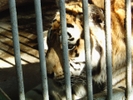 Фотосъёмку детей с животными в зоопарках и цирках могут запретить