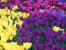 В минувшем году уральцы приобрели заграничных цветов почти на 86 млн. долларов