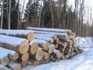 Бизнес обяжут подавать декларации об обороте древесины