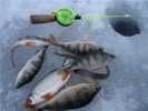 Соревнования по зимней ловле рыбы пройдут 7 апреля на Волчихинском водохранилище
