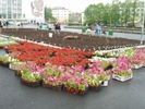 На улицах Первоуральска высадят 65 тысяч цветов