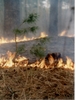 Бороться с лесными пожарами в Свердловской области будут более шести тысяч человек