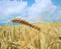 В Свердловской области из-за засухи урожайность снизилась на 20-25%