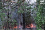 Уральцев, поджигающих лес, оштрафовали на 2,5 миллиона
