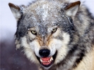Свердловских охотников призывают отстреливать волков — за каждого уничтоженного хищника полагается по 3,5 тысячи рублей