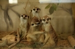 За питомцами екатеринбургского зоопарка можно будет наблюдать в сети Интернет