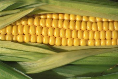 Онищенко отменил запрет на ГМО-кукурузу