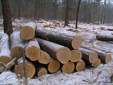Руководитель одного из крупнейших лесничеств Свердловской области организовал незаконные рубки леса