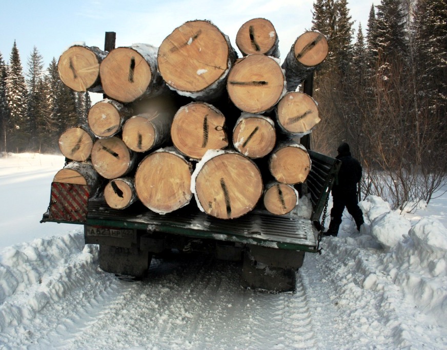 В 70% случаев «черные лесорубы» на Среднем Урале остаются безнаказанными