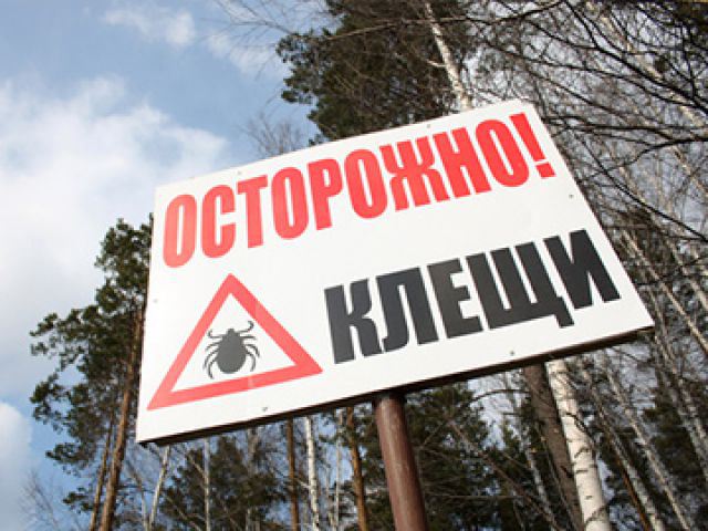 В Свердловской области зарегистрирован первый случай укуса клеща