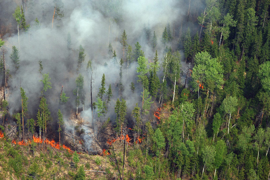 Пик лесных пожаров в Свердловской области придется на первую половину лета