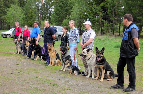 В Первоуральске прошли соревнования собаководов. Видео