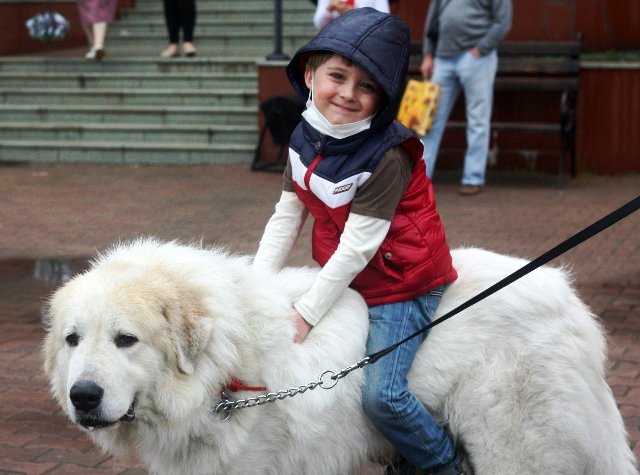 Первоуральские собаководы устроили праздник для детей, больных онкологией. Фото