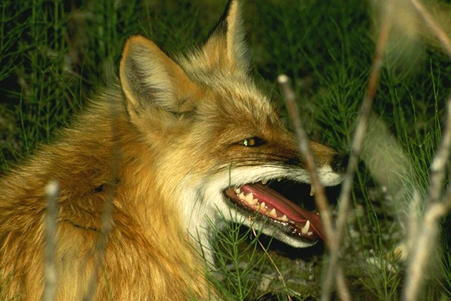 Первоуральские дачники опасаются дикой лисы, бегающей по участкам. Видео