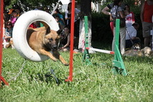 Первоуральские собаководы победили в соревнования по занимательной дрессировке Питч & Гоу. Фото