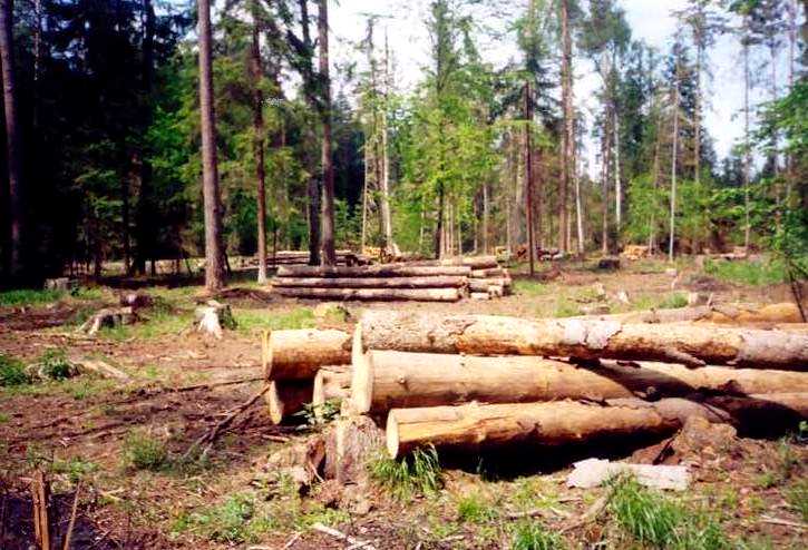 На Хрустальной продолжается вырубка леса. Видео