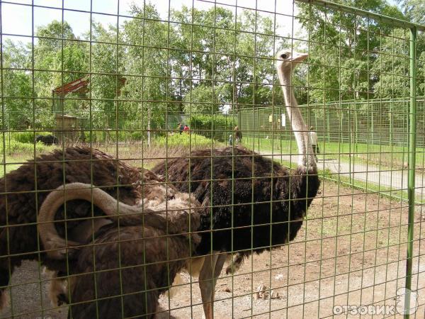 Первоуральский зоопарк отметил своё пятилетие. Видео