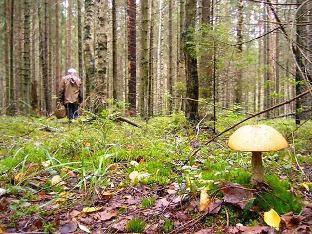 В районе Новоуткинска третий день разыскивают заблудившегося в лесу грибника. Видео