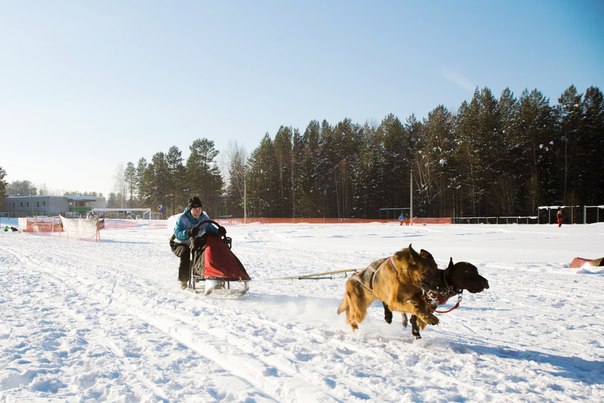 В Первоуральске состоялись гонки на ездовых собаках. Видео