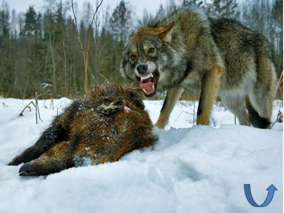 В Свердловской области открыта охота на волков. Видео