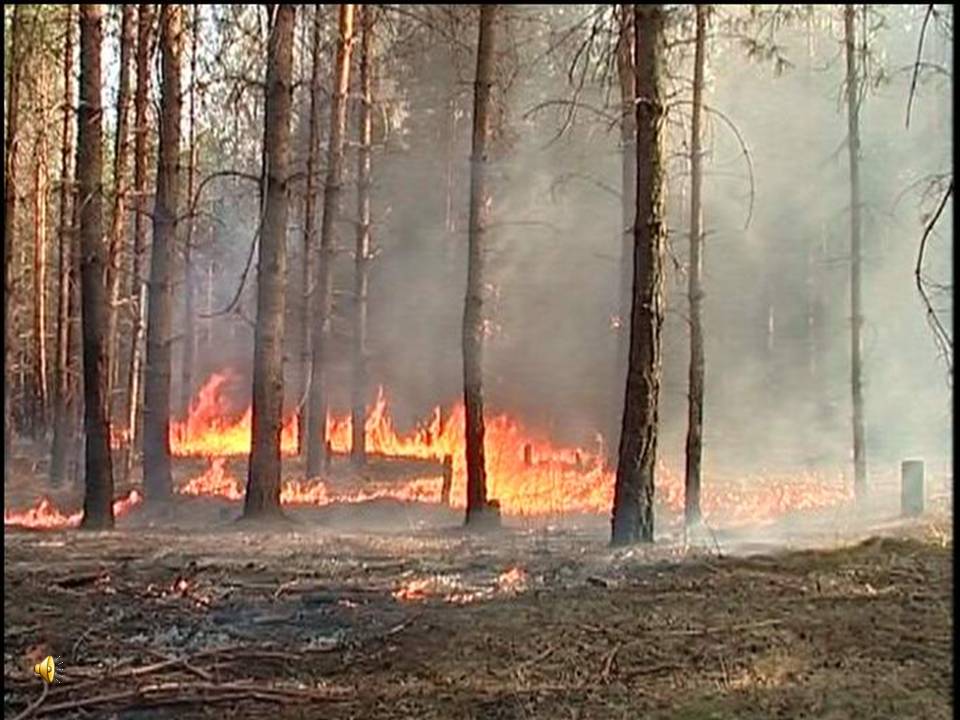 На Урале начали гореть леса  