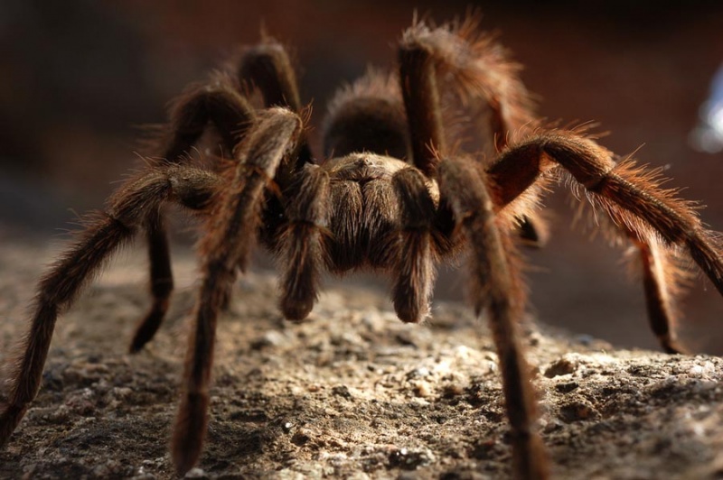 Ученые: на Южном Урале из-за глобального потепления появились ядовитые тарантулы