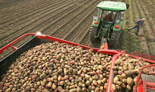 В Свердловской области увеличился урожай зерна, картофеля и овощей