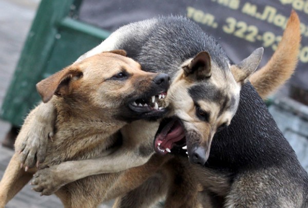 Бездомные собаки держат в страхе жителей Талицы
