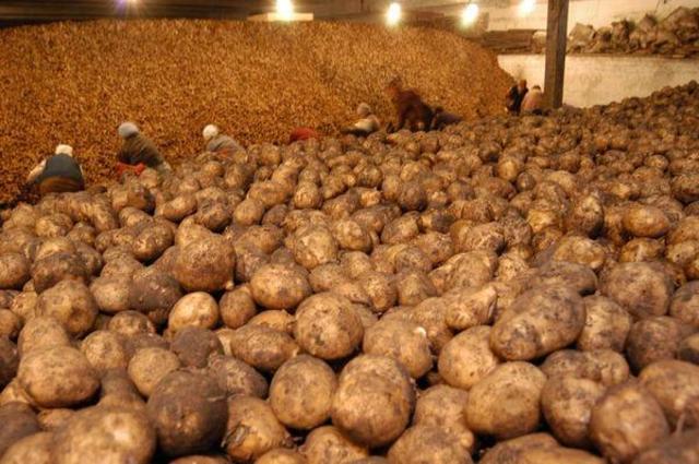 Картофель уродился. Первоуральские сельхозпроизводители подвели итоги уборочной кампании