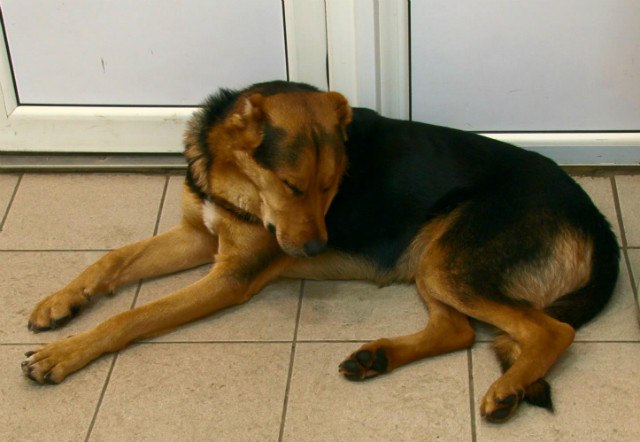 Бездомный пёс поселился в одном из первоуральских магазинов