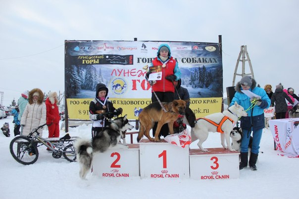 Мохнатые медалисты: первоуральские собаки победили в чемпионате по ездовому спорту  