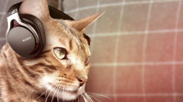 На основе мяуканья ученые создали специальную музыку для кошек