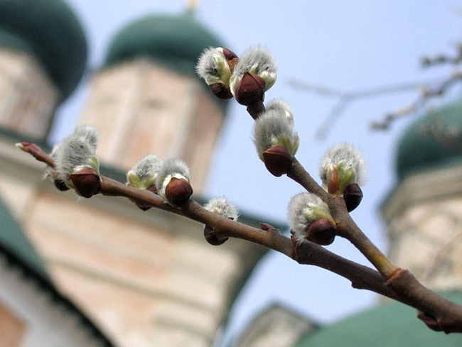 Православные христиане встречают Вербное воскресенье