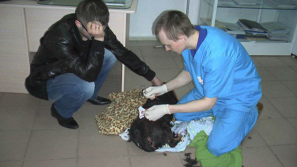 В Первоуральске нашли двух собак с ножевыми ранениями