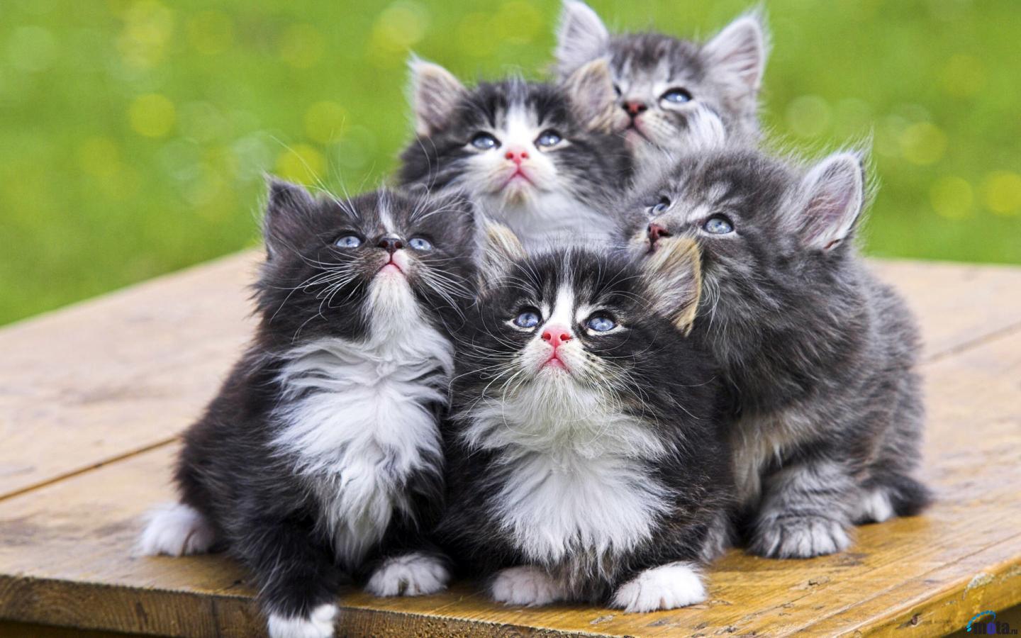 В Обществе защиты животных появится "Кошкин дом"