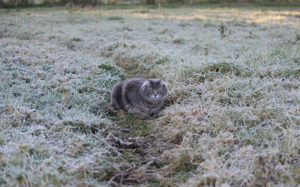 Экстренное предупреждение: в Первоуральске ожидаются заморозки на почве