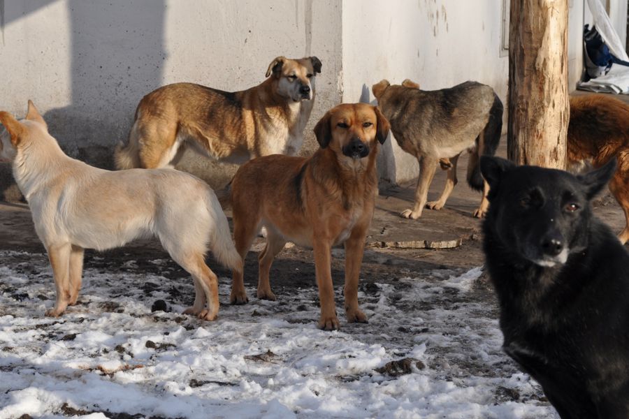 Свердловская область впервые выделит 35 млн рублей на отлов бродячих животных